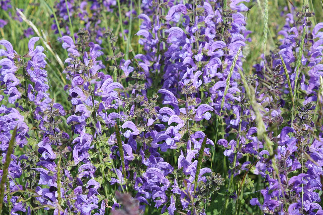 Nahaufnahme einer blühenden Wiese mit zahlreichen violettblauen Blüten des Wiesensalbeis. Zwischen den Blüten wachsen einzelne Gräser. Das Bild zeigt die artenreiche Pflanzenvielfalt, wie sie auf Trocken- und Kalkmagerrasen vorkommt.